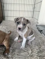 Merle Male, a male American Bully for sale in Boise, ID – 5 of 9