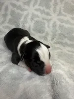 Bully Boy, a male American Bully for sale in Boise, ID – 4 of 6