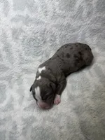 Bully Girl, a female American Bully for sale in Boise, ID – 4 of 6