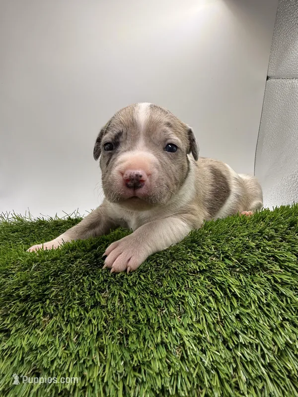 Merle Male – American Pit Bull Terrier puppy for sale in Boise, ID