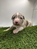 Merle Male, a male American Pit Bull Terrier for sale in Boise, ID – Photo 1 of 8