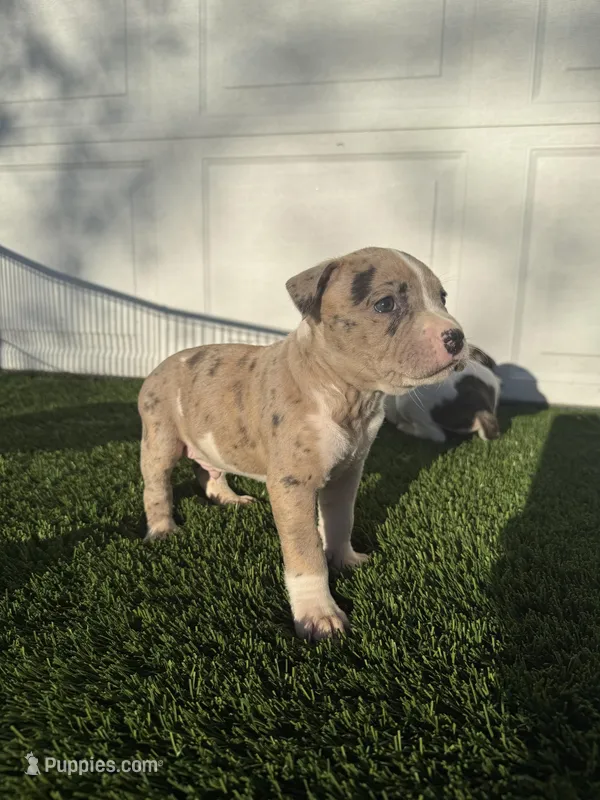 Merle Male – American Bully puppy for sale in Boise, ID