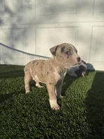 Merle Male, a male American Bully for sale in Boise, ID – 8 of 9