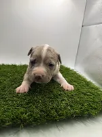 Merle Male, a male American Pit Bull Terrier for sale in Boise, ID – Photo 5 of 8