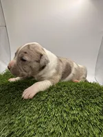 Merle Male, a male American Pit Bull Terrier for sale in Boise, ID – Photo 2 of 8