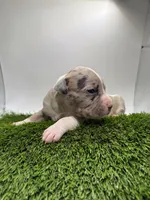 Merle Male, a male American Pit Bull Terrier for sale in Boise, ID – Photo 6 of 8