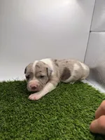 Merle Male, a male American Pit Bull Terrier for sale in Boise, ID – Photo 8 of 8