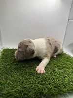 Merle Male, a male American Pit Bull Terrier for sale in Boise, ID – Photo 7 of 8