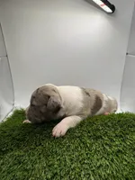 Merle Male, a male American Pit Bull Terrier for sale in Boise, ID – Photo 3 of 8