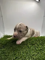 Merle Male, a male American Pit Bull Terrier for sale in Boise, ID – Photo 4 of 8