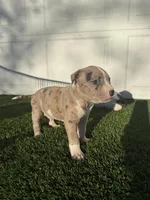 Merle Male, a male American Bully for sale in Boise, ID – 9 of 9