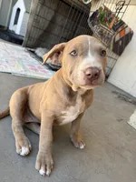 Female Fawn, a female American Bully for sale in Boise, ID – 5 of 10