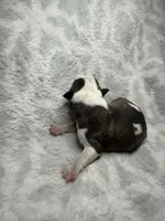 Bully Girl, a female American Bully for sale in Boise, ID – 4 of 6