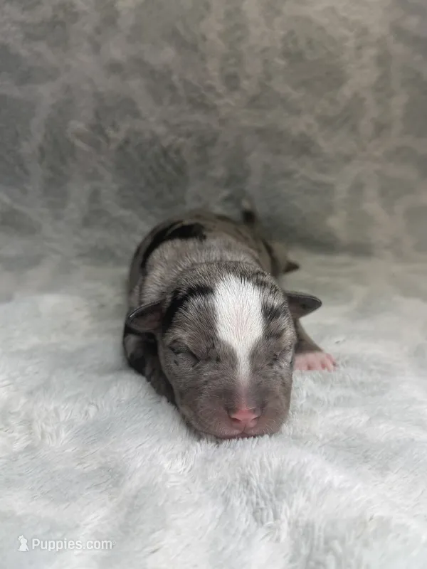 Bully Boy – American Bully puppy for sale in Boise, ID