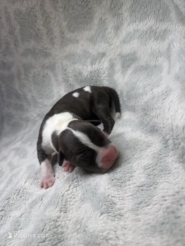 Bully Girl, a female American Bully for sale in Boise, ID – 1 of 5