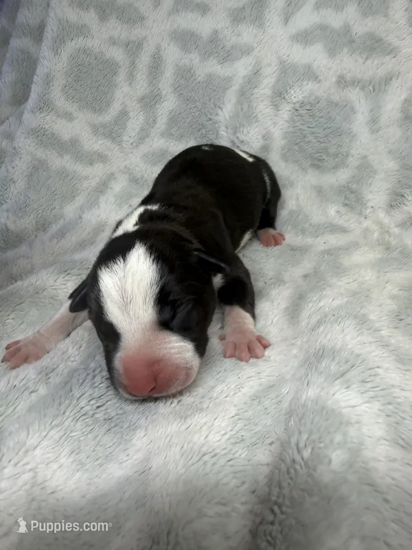 Bully Boy – American Bully puppy for sale in Boise, ID