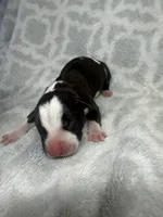 Bully Boy, a male American Bully for sale in Boise, ID – 1 of 6