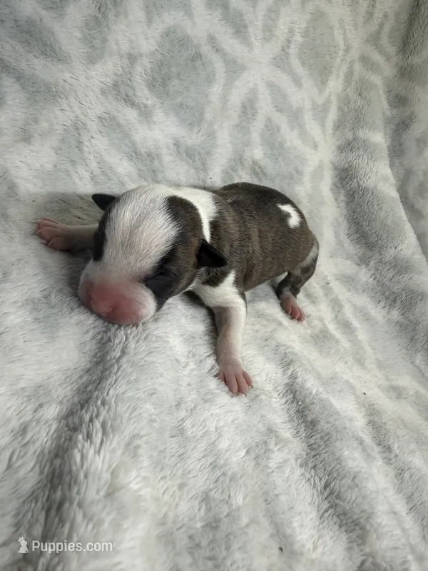 Bully Girl – American Bully puppy for sale in Boise, ID