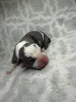 Bully Girl, a female American Bully for sale in Boise, ID – 2 of 6