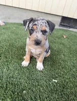Merle Tri Male , a male American Bully for sale in Boise, ID – 2 of 10