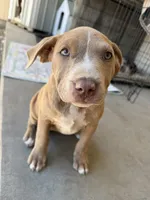 Female Fawn, a female American Bully for sale in Boise, ID – 2 of 10