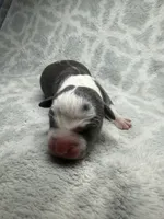 Bully Girl, a female American Bully for sale in Boise, ID – 5 of 6
