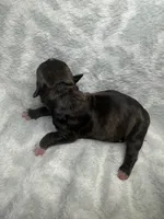 Bully Boy, a male American Bully for sale in Boise, ID – 5 of 5