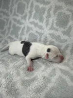 Bully Girl, a female American Bully for sale in Boise, ID – 2 of 5