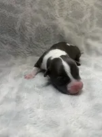 Bully Girl, a female American Bully for sale in Boise, ID – 3 of 5