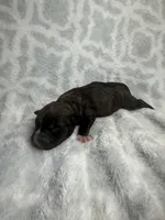 Bully Boy, a male American Bully for sale in Boise, ID – 4 of 5