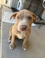 Fawn Female, a female American Bully for sale in Boise, ID – 2 of 4