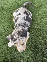 Merle Tri Male , a male American Bully for sale in Boise, ID – 3 of 10