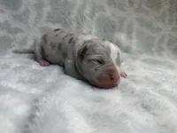 Bully Girl, a female American Bully for sale in Boise, ID – 7 of 7