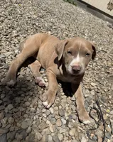Fawn Female, a female American Bully for sale in Boise, ID – 4 of 4