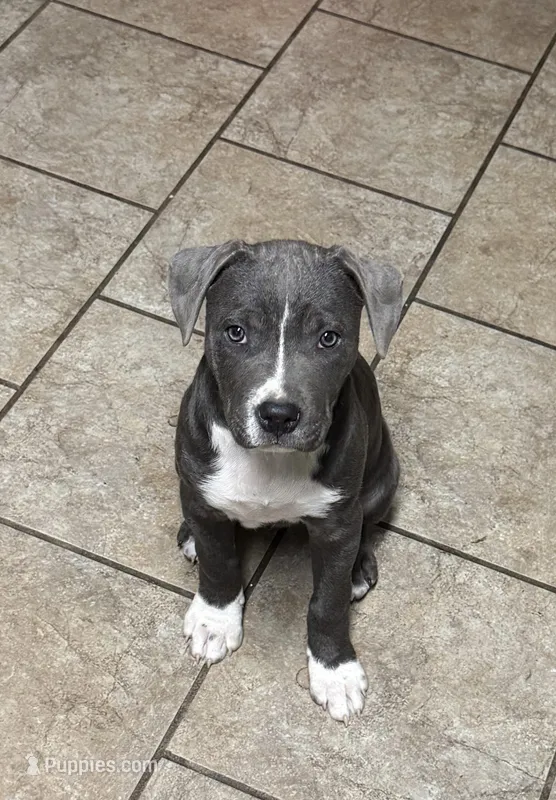 Silver – American Bully puppy for sale in Boise, ID