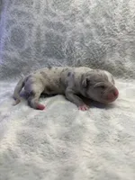 Bully Girl, a female American Bully for sale in Boise, ID – 4 of 7