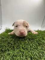 Female Patch , a female American Pit Bull Terrier for sale in Boise, ID – Photo 3 of 8