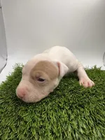 Female Patch , a female American Pit Bull Terrier for sale in Boise, ID – Photo 2 of 8