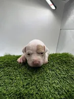 Female Patch , a female American Pit Bull Terrier for sale in Boise, ID – Photo 7 of 8