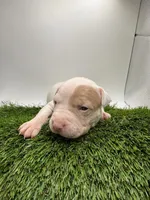 Female Patch , a female American Pit Bull Terrier for sale in Boise, ID – Photo 5 of 8