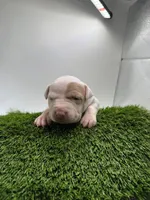 Female Patch , a female American Pit Bull Terrier for sale in Boise, ID – Photo 8 of 8