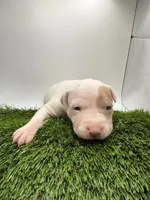 Female Patch , a female American Pit Bull Terrier for sale in Boise, ID – Photo 1 of 8