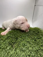 Female Patch , a female American Pit Bull Terrier for sale in Boise, ID – Photo 6 of 8