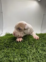 Female Patch , a female American Pit Bull Terrier for sale in Boise, ID – Photo 4 of 8