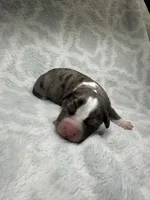 Bully Girl, a female American Bully for sale in Boise, ID – 5 of 6