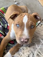 Red Male , a male American Bully for sale in Boise, ID – 2 of 9