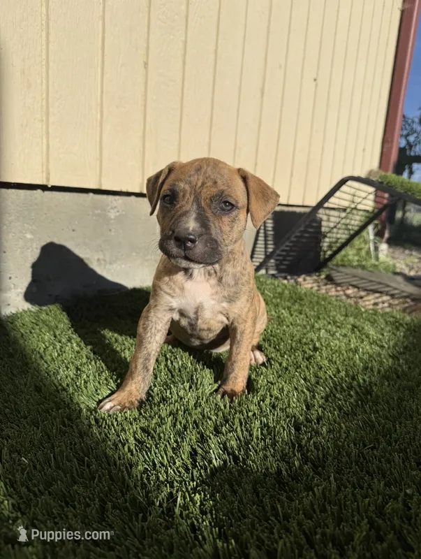 Brindle Female  – American Bully puppy for sale in Boise, ID