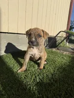 Brindle Female , a female American Bully for sale in Boise, ID – 7 of 8