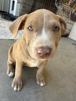 Female Fawn, a female American Bully for sale in Boise, ID – 3 of 10