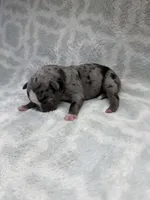 Bully Boy, a male American Bully for sale in Boise, ID – 5 of 6